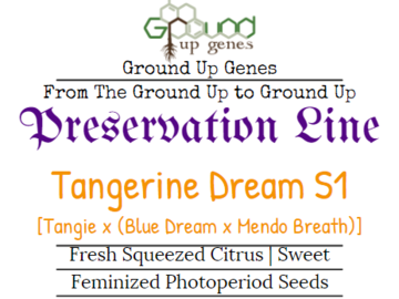 Vente: Tangie Dream S1 10-Pack – Feminized Photoperiod