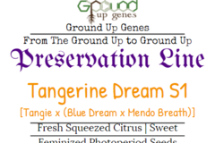 Venta: Tangerine Dream S1 10-Pack – Feminized Photoperiod