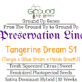 Vente: Tangie Dream S1 10-Pack – Feminized Photoperiod