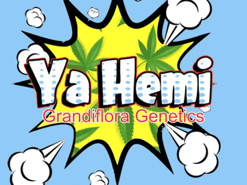 Subastas: Ya Hemi F2 (6 Fem seeds) Auction + Freebie