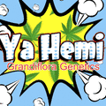 Subastas: Ya Hemi F2 (6 Fem seeds) Auction + Freebie