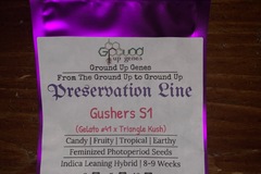 Venta: Buy 2 Get 2 - Gusherz S1 10-Pack - Feminized Photoperiod