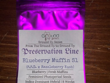 Vente: Buy 2 Get 2 - Blueberry Muffin S1 10-Pack - Feminized Photoperiod