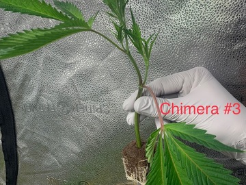 Vente: Chimera #3 Rooted Clone - Breeder's Cut