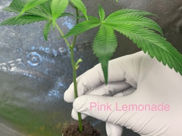 Vente: Pink Lemonade Rooted Clone - Elite Cut/Phenotype