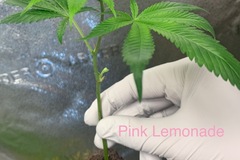 Vente: Pink Lemonade Rooted Clone - Elite Cut/Phenotype