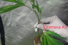 Venta: Chimera #3 - 3 Rooted Clones - Breeder's Cut - Multi-Pack
