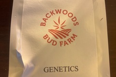 Venta: VANILLA FROSTING S1 Back woods bud farm genetics