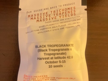 Vente: BLACK TROPEGRANATE - MASSIVE SEEDS
