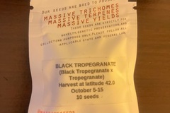 Sell: BLACK TROPEGRANATE - MASSIVE SEEDS