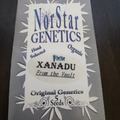 Venta: Norstar Genetics - Xanadu (Dark Desire x Banana OG) 5 pack