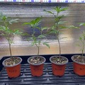 Venta: 707 Kush - 1 rooted clone in soil - Shabud breeder cut