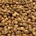 Venta: Khorasan - Persian hashplant - sun grown, organic - 12 regs