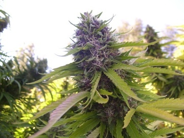 Venta: Grandaddy Purple - California sungrown, organic - 12 regs