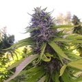 Vente: Grandaddy Purple - California sungrown, organic - 12 regs