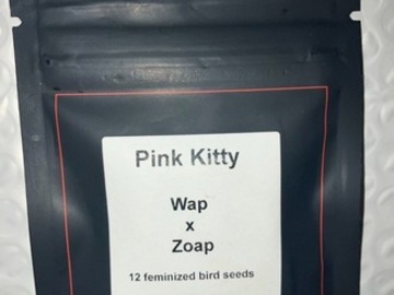 Subastas: (AUCTION) Pink Kitty from LIT Farms