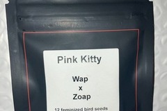 Auction: (AUCTION) Pink Kitty from LIT Farms