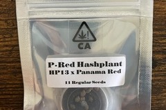 Auction: (AUCTION) P-Red Hashplant from CSI Humboldt