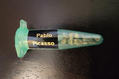 Sell: TerpyZ/Kalyseeds - Pablo Picasso 13 Pack *MUTANT*