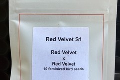 Subastas: (AUCTION) Red Velvet S1 from LIT Farms