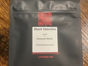 Enchères: (AUCTION) Black Valentine from LIT Farms