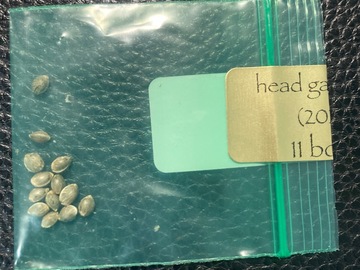 Vente: Head Gasket x 88G13 HP 13pk. - Bodhi Seeds