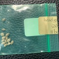 Vente: Head Gasket x 88G13 HP 13pk. - Bodhi Seeds