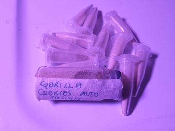 Venta: GORILLA COOKIES AUTOFLOWERING FEMINIZED POLLEN .1ML -FASTBUDS-