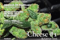 Sell: Kaliman Seeds, "Cheese Number 1", 10 x Feminised Seeds.