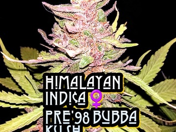 Vente: ☀️ Himalayan Indi¢a x Pre'98 BubbaKush Bx3