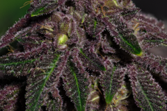 Subastas: *AUCTION* Queen of the South F3 (regular seeds)