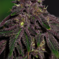 Subastas: *AUCTION* Queen of the South F3 (regular seeds)