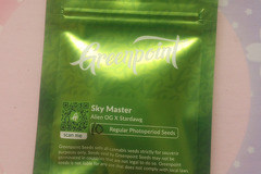 Sell: Sky Master - Greenpoint seeds