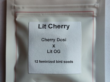 Enchères: (Lit Farms)  "Cherry Dosi x Lit OG"   12 fems