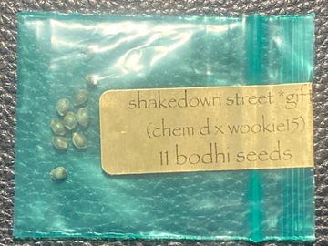 Vente: Shakedown Street (Chem D x Wookie 15) - Bodhi Seeds