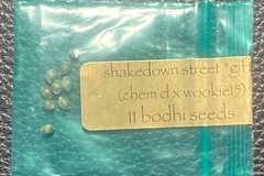 Venta: Shakedown Street (Chem D x Wookie 15) - Bodhi Seeds