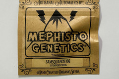 Sell: Mephisto Genetics - Samsquanch OG