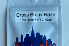 Vente: Top Dawg Seeds - Cross Bronx Haze (Tres Haze x NYC Haze)