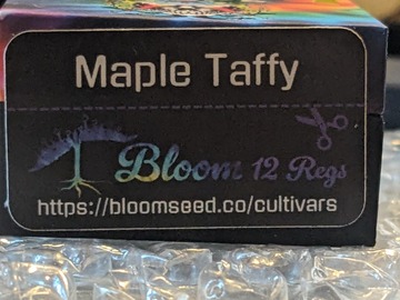 Venta: Maple Taffy (Candy Fumez x Black Maple) - Bloom Seed Co