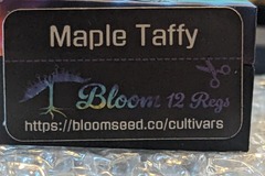 Vente: Maple Taffy (Candy Fumez x Black Maple) - Bloom Seed Co
