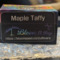 Vente: Maple Taffy (Candy Fumez x Black Maple) - Bloom Seed Co