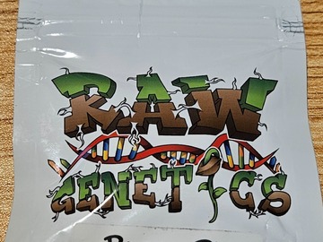 Sell: Raw Genetics Pecan Pie 12 seeds