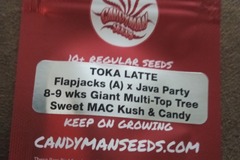 Venta: Candy Man Seeds - Toka Latte