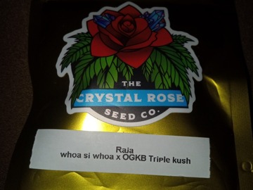 Sell: Crystal Rose Seed Co. -Raja