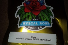 Vente: Crystal Rose Seed Co. -Raja
