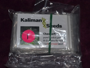 Vente: Kaliman Seeds, "Cheese #1, 1 x Feminised Seed.