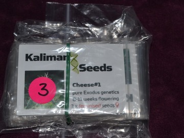 Venta: Kaliman Seeds, "Cheese #1, 3 x Feminised Seeds.