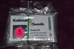 Vente: Kaliman Seeds, "Cheese #1, 3 x Feminised Seeds.