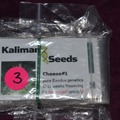 Vente: Kaliman Seeds, "Cheese #1, 3 x Feminised Seeds.