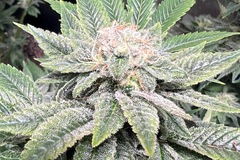 Sell: Dog Patch feminized